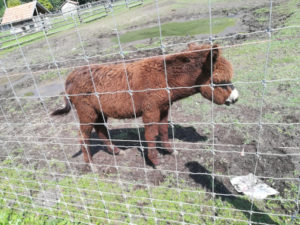 Gofri, a magyar szamárcsikó a Festetics Állatparkban